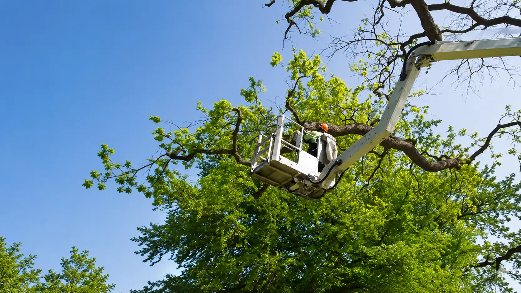Certified arborist in bucket lift trimming a tree in Buffalo NY
