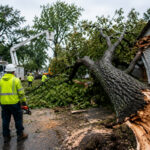 What is the cost of emergency tree removal in Buffalo NY? 
