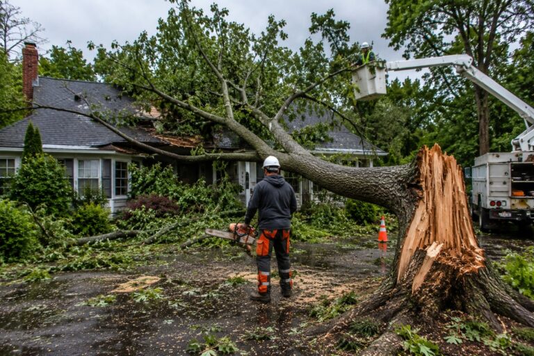 Storm Damage Tree Service Buffalo NY: Common Risks & Solutions