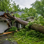 Does Insurance Cover Fallen Tree Removal Costs for Homeowners?