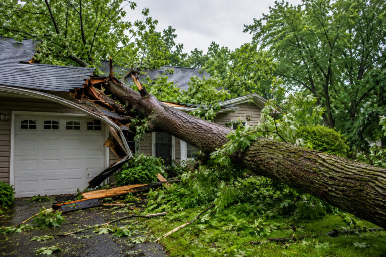 Does Insurance Cover Fallen Tree Removal Costs for Homeowners?