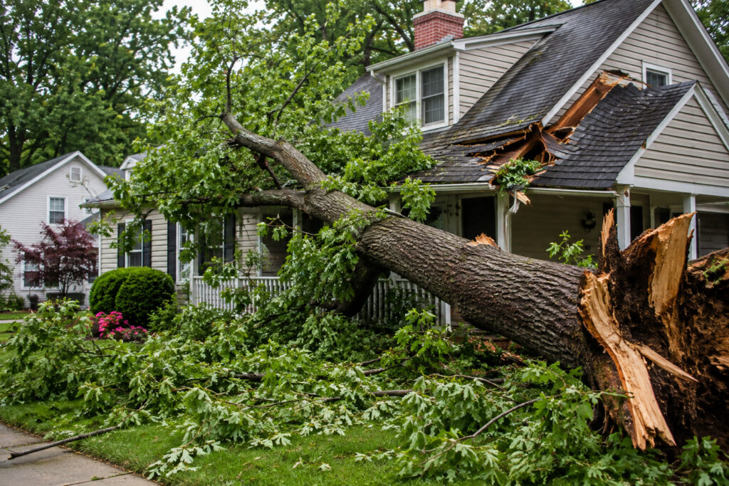  tree removal costs