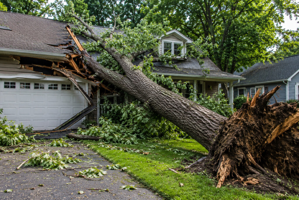 Tree Removal