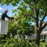 Tree Trimming Western New York: Best Time for Pruning Trees