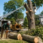 Safety Standards in Tree Cutting Service You Should Know 
