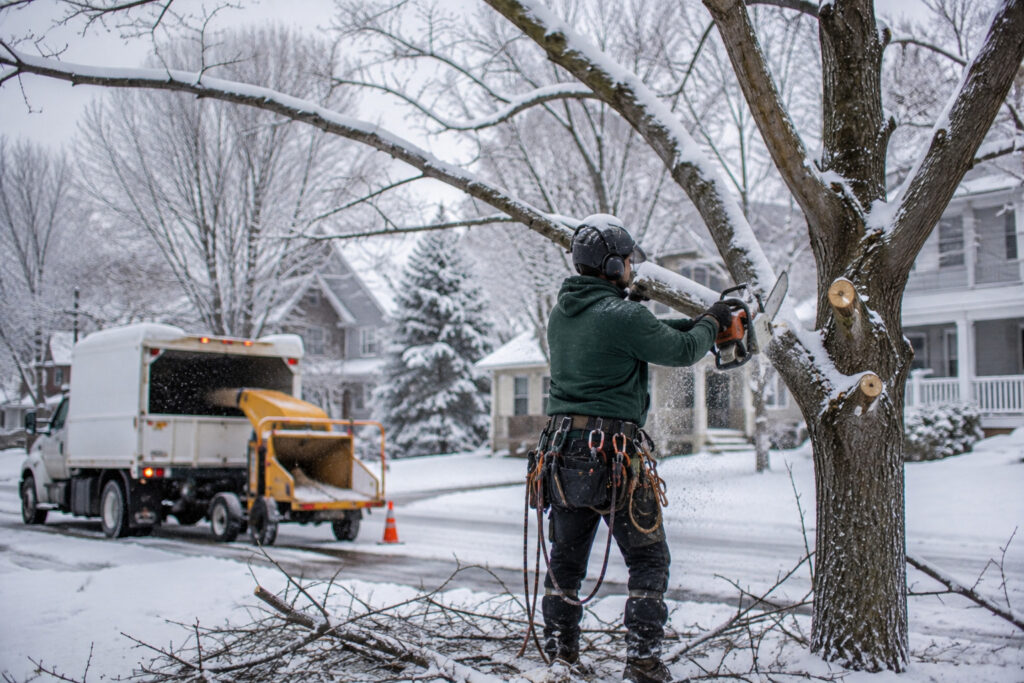 tree Service in buffalo NY