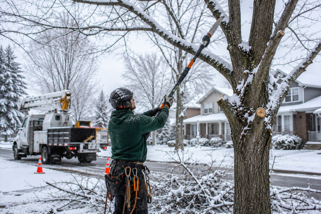 tree Service in buffalo NY