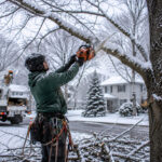 How a Certified Arborist  Buffalo NY Spots Trouble Before Winter